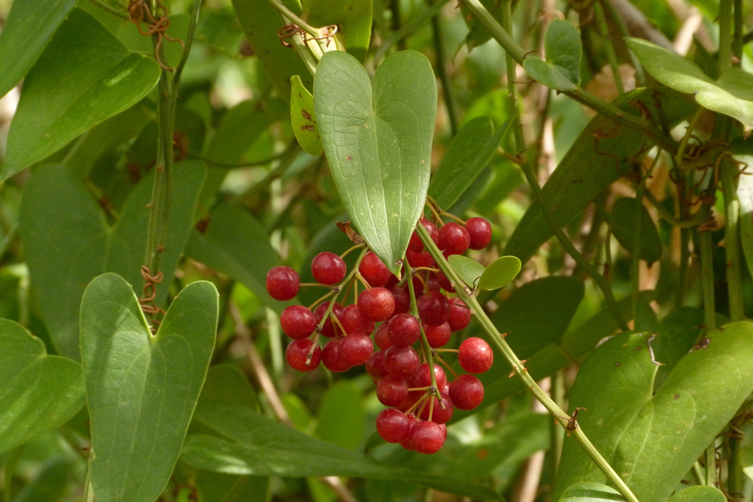Представитель Семейства Smilacaceae